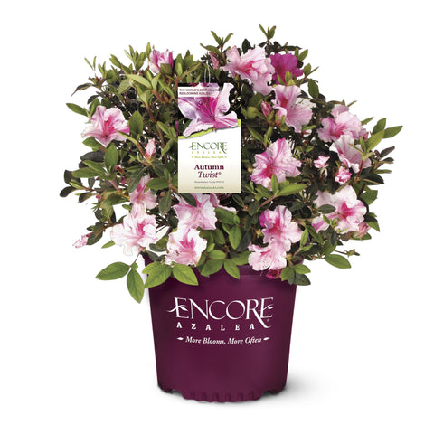 Encore Azalea Autumn Twist bloom patterns add vibrant spring color to garden beds.