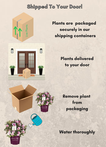 Encore Azalea Autumn Twist container garden friendly for patios and balconies.