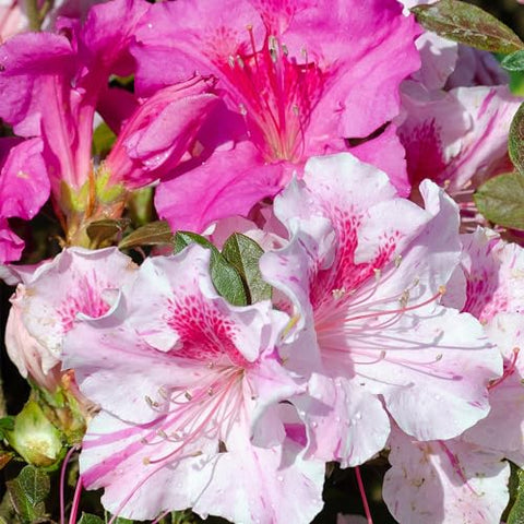 Encore Azalea Autumn Twist full shrub provides a multi-season color display in landscapes.