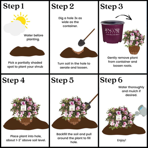 Encore Azalea Autumn Twist landscape-friendly shrub for grouping with 48-inch spacing.