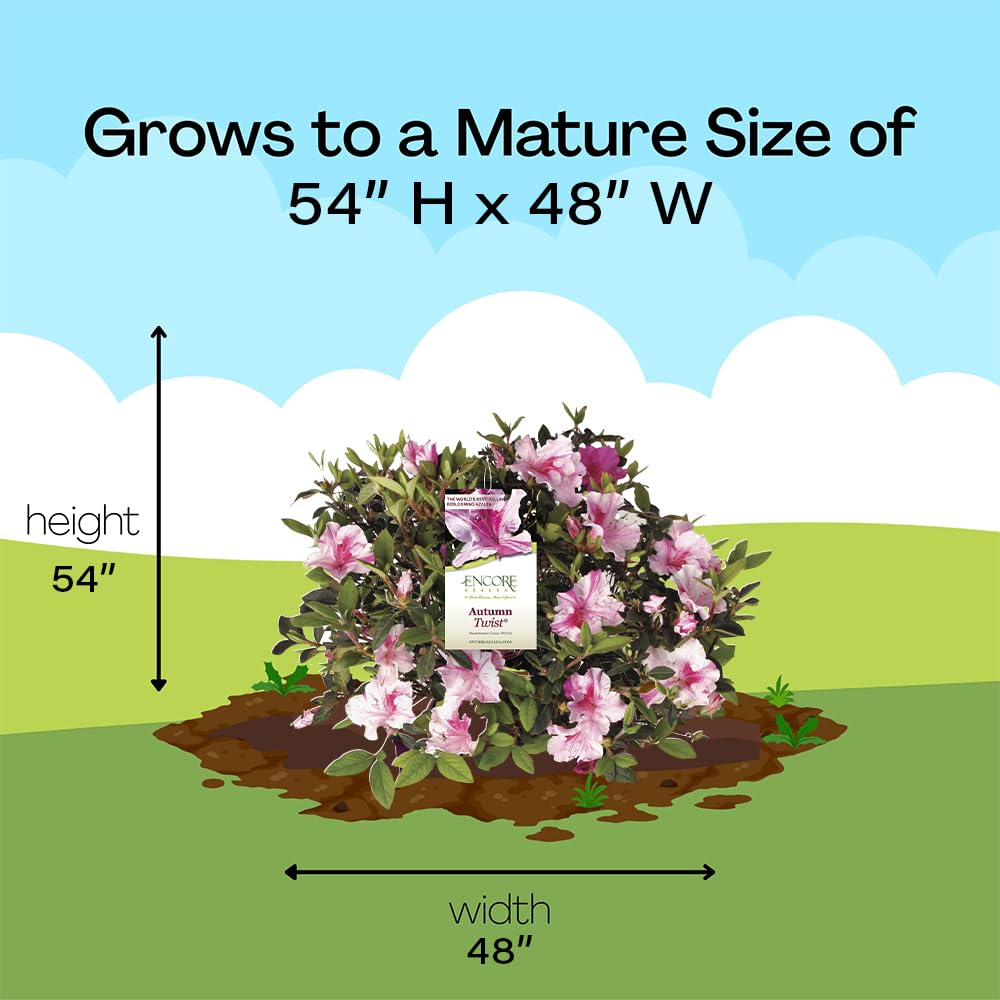Encore Azalea Autumn Twist helps create a dramatic display in containers and borders.