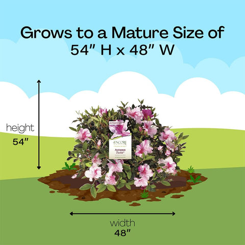 Encore Azalea Autumn Twist helps create a dramatic display in containers and borders.