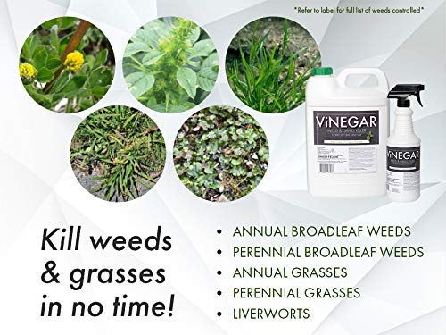 Spraying Energen 578 on driveway weeds for rapid desiccation.