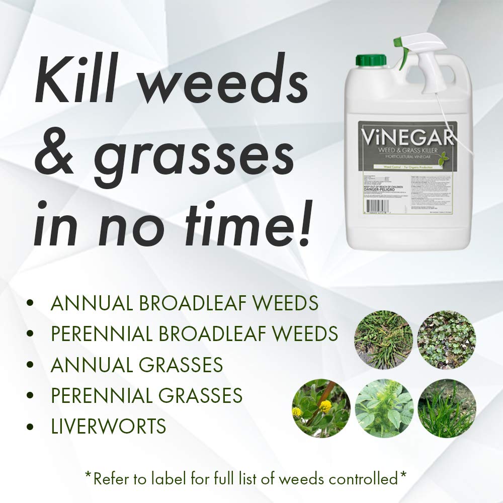 Weeds before treatment in driveway cracks, ready for Energen.