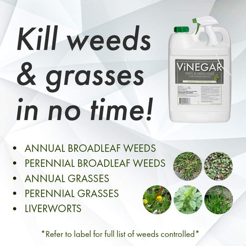 Weeds before treatment in driveway cracks, ready for Energen.
