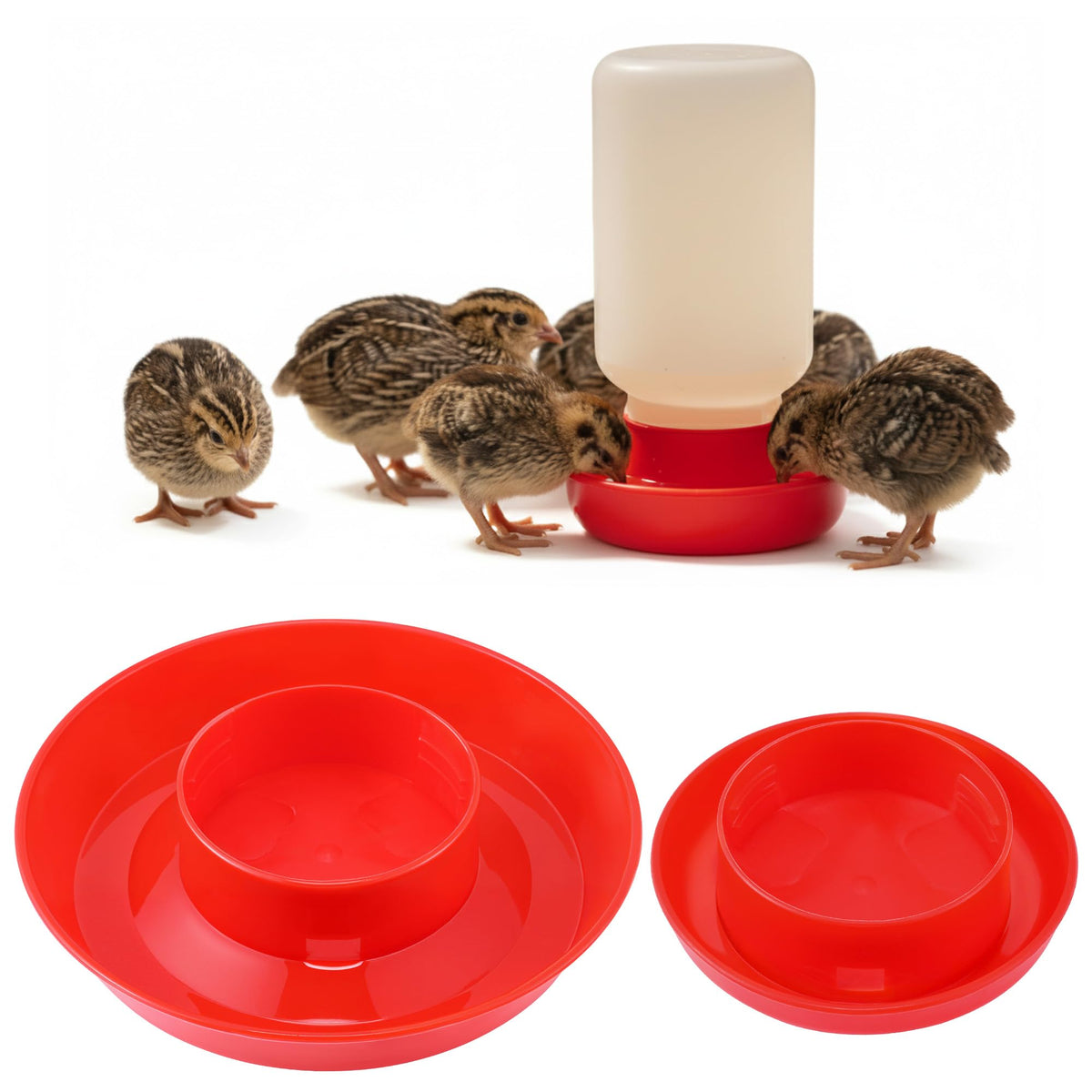 Enhon quail waterer base with drowning prevention for safe hydration.