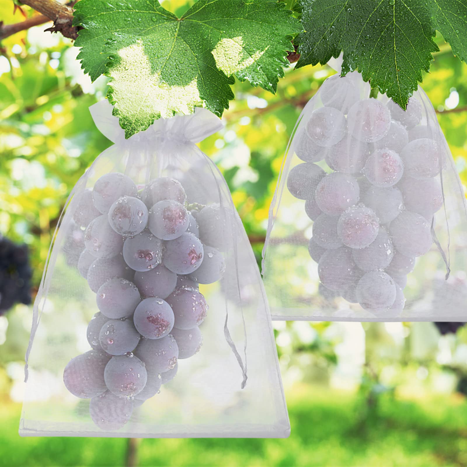 ENNIYU bags on vines protect harvest from birds during picking