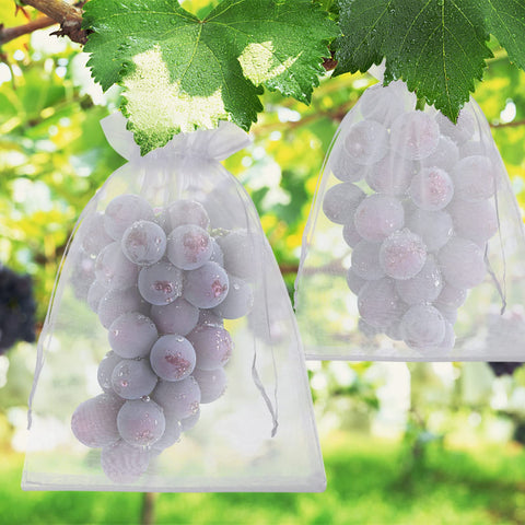 ENNIYU bags on vines protect harvest from birds during picking