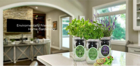 Lavender thriving on a sunny windowsill, delivering fresh aroma and easy harvests