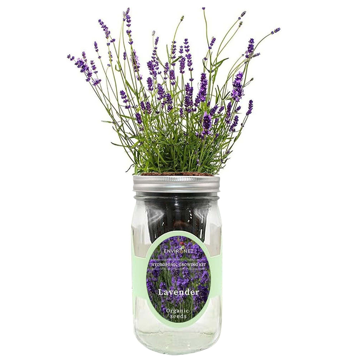Environet lavender hydroponic kit in a mason jar for easy self-watering herb gardening