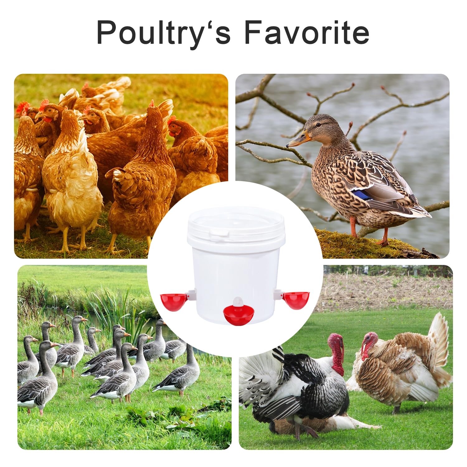 EOKOICA PVC cups are safe, heat and chemical resistant for coop use