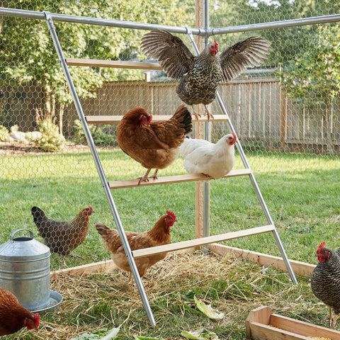 EOWOAN square chicken perch assembly shows sturdy, easy-build setup for coop