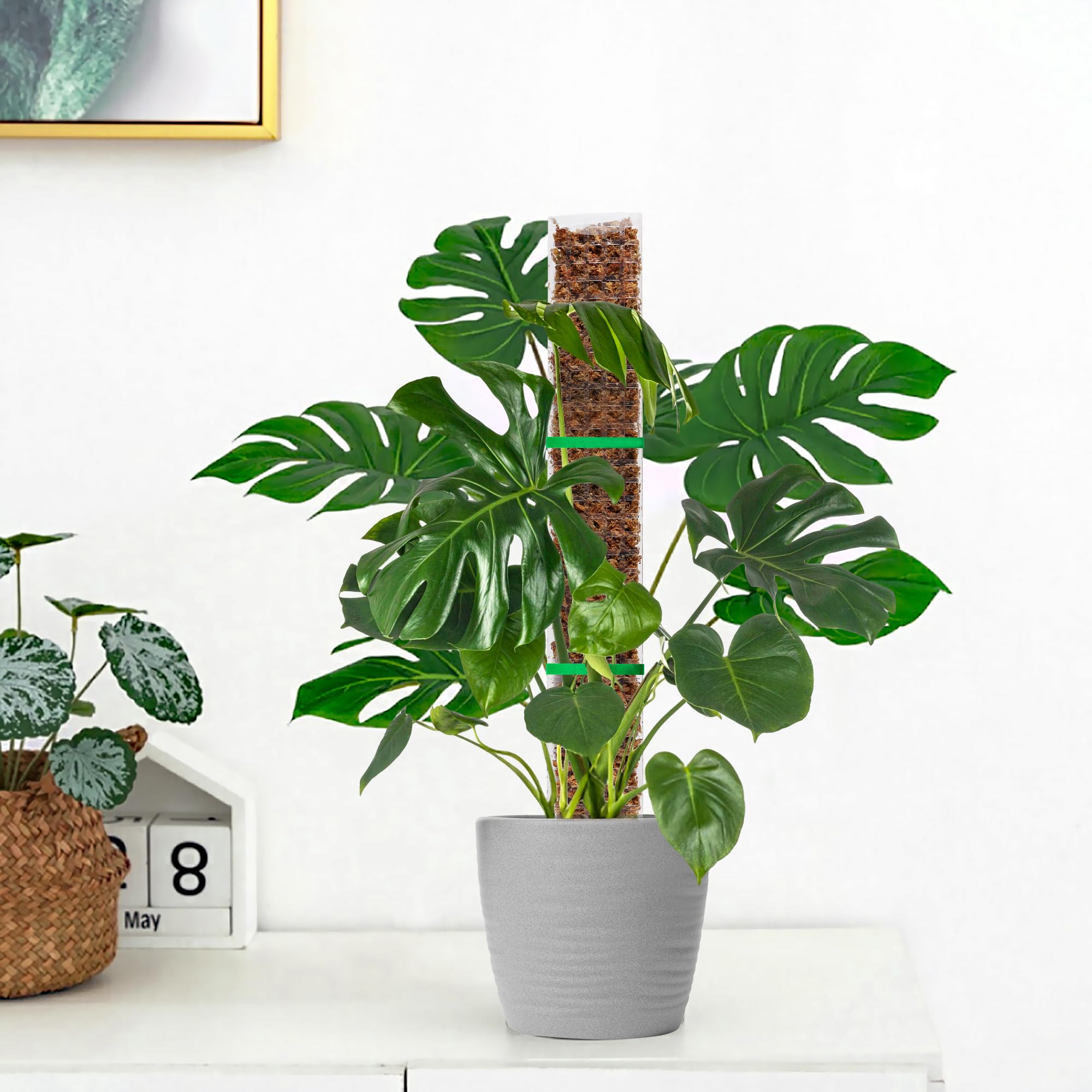EOX Monstera support in action shows tidy growth and leaf expansion