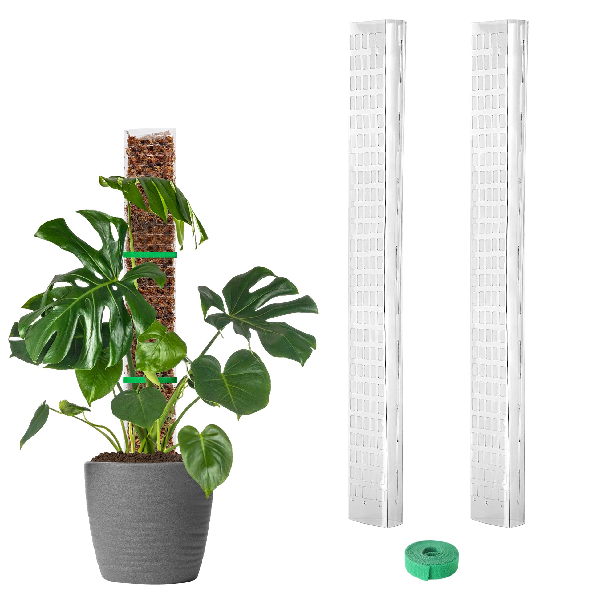 EOX moss pole 24in in pot supports vertical Monstera growth.