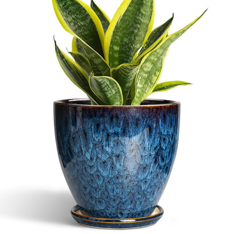 EPFamily 6-Inch ceramic pot with drainage hole and saucer for healthy watering.