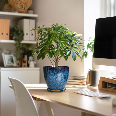 EPFamily blue glazed planter enhances room decor with subtle charm.