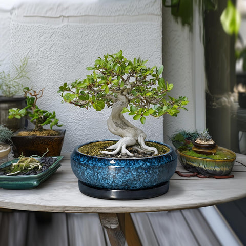 EPFamily blue round succulent planter for versatile plant displays
