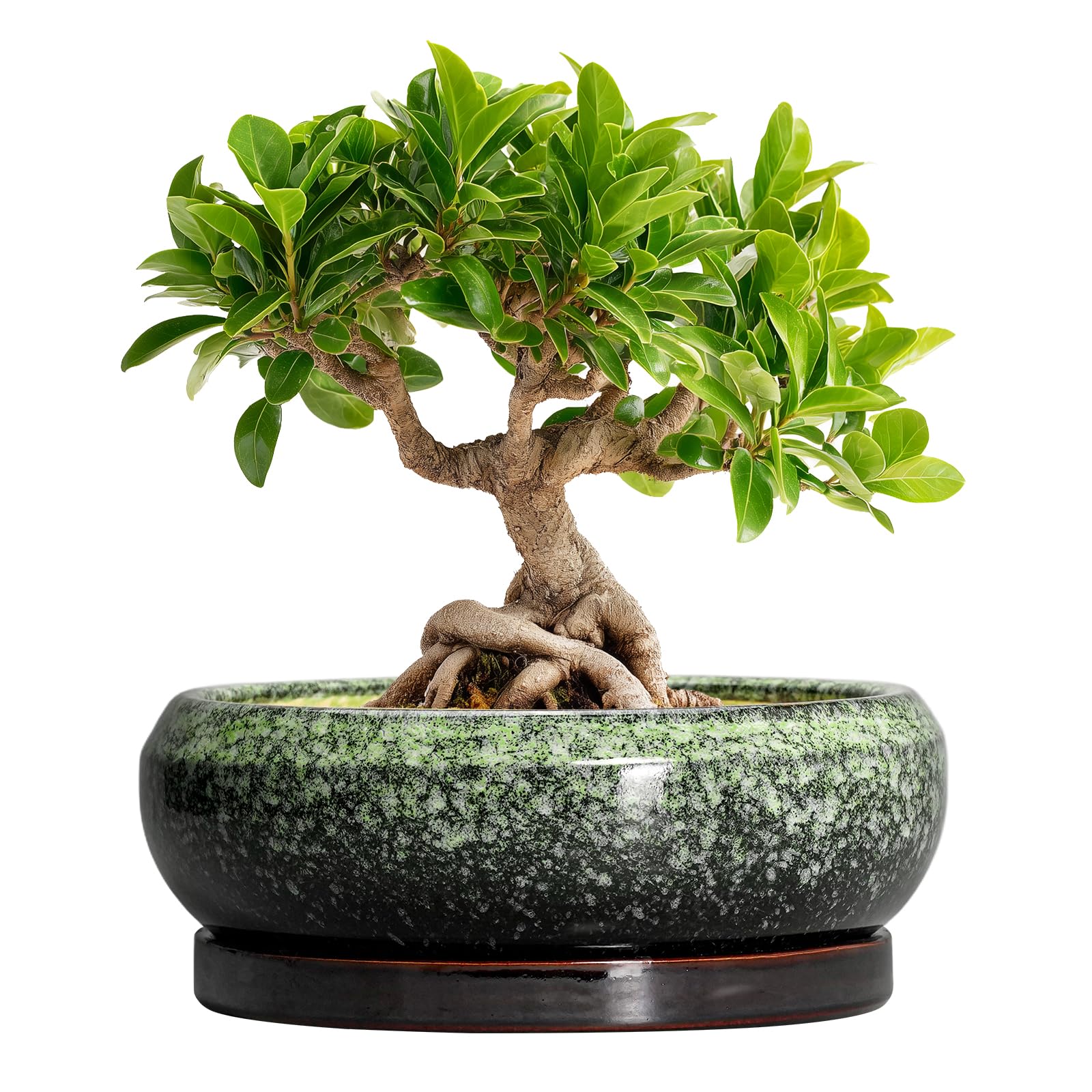 EPFamily 8-inch bonsai pot with drainage for healthy roots