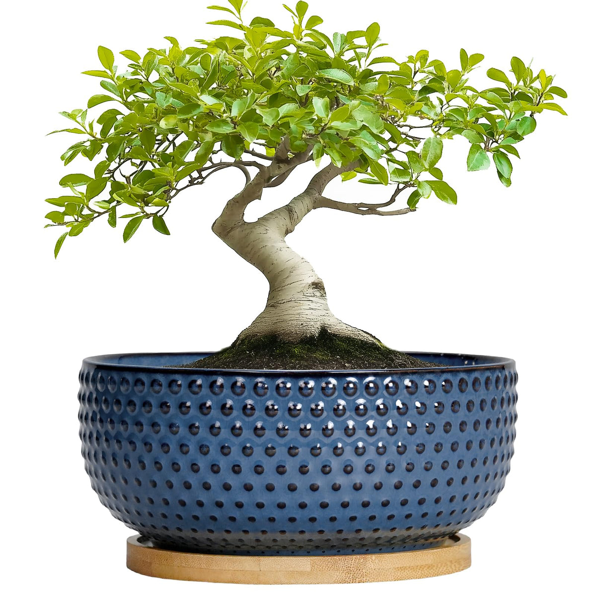 EPFamily blue bonsai pot with drainage hole and saucer for healthy roots.
