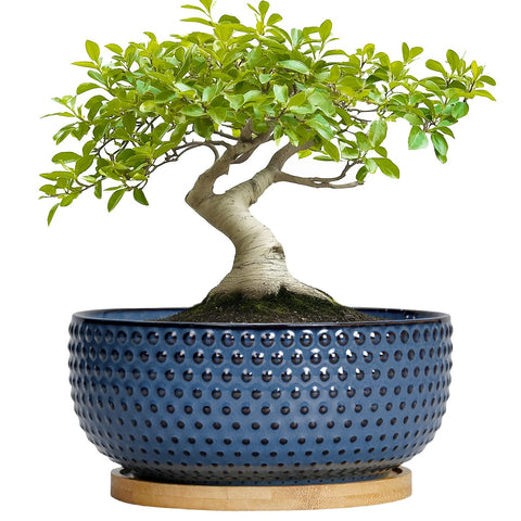 EPFamily blue bonsai pot with drainage hole and saucer for healthy roots.