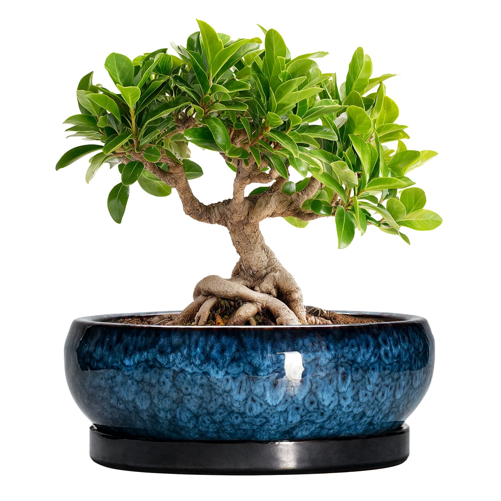 EPFamily Bonsai Pots 8 Inch round blue glaze with drainage hole for indoor plants.