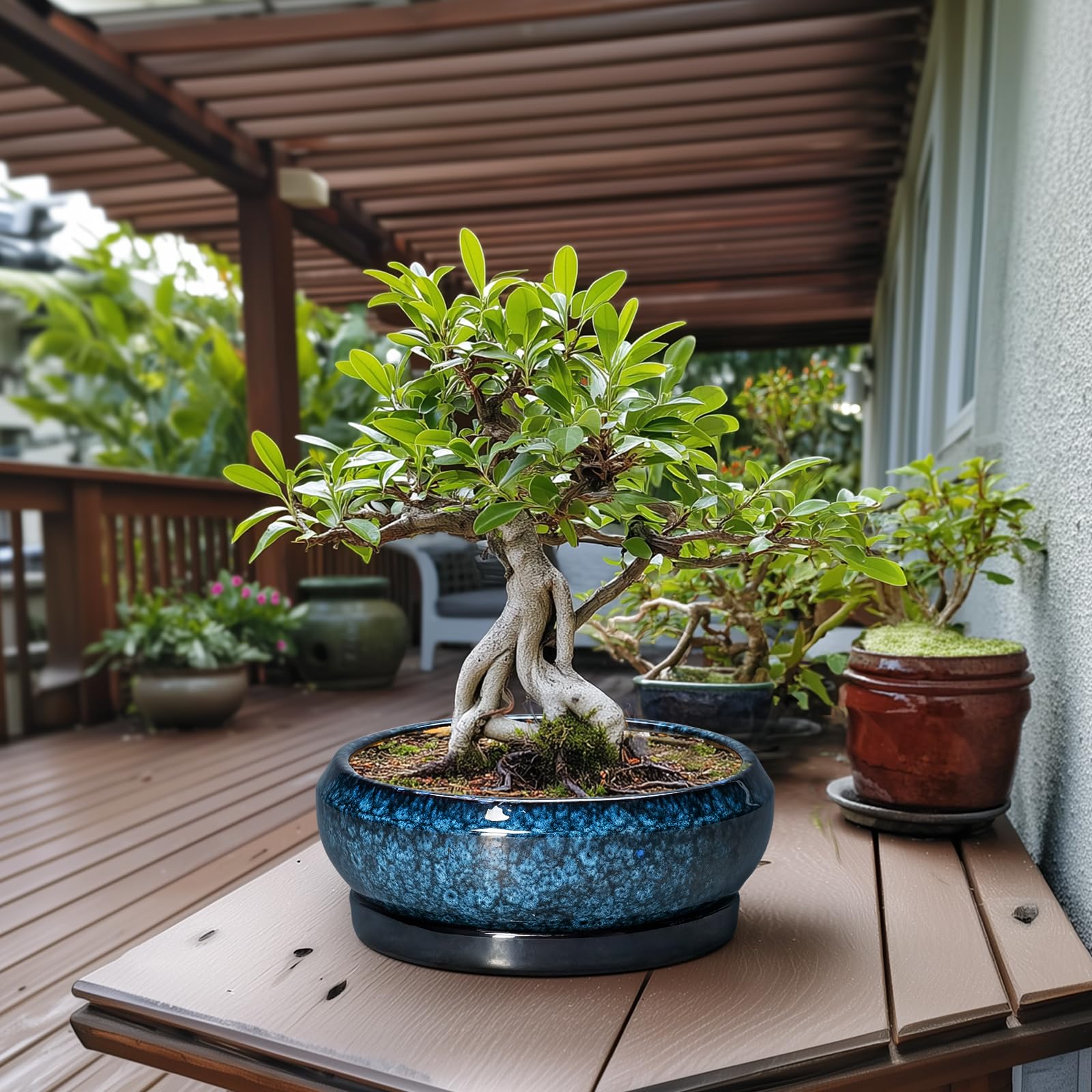 EPFamily bonsai pots blue with matching ceramic saucer keeps surfaces neat and clean.
