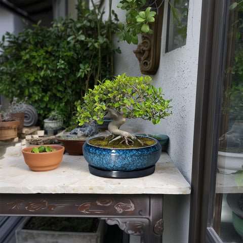 Shallow bonsai pot with 9mm mesh drainage to support healthy watering.