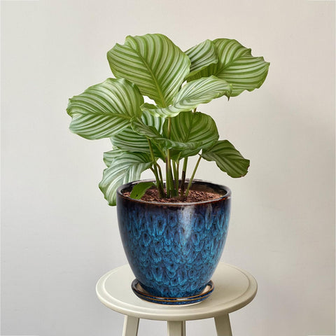 EPFamily pot with drainage hole prevents water buildup and protects roots.