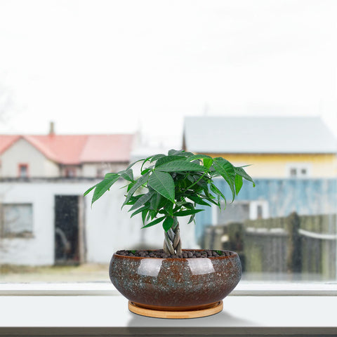 EPFamily durable ceramic bonsai pot, 8 inches, great for small indoor plants.