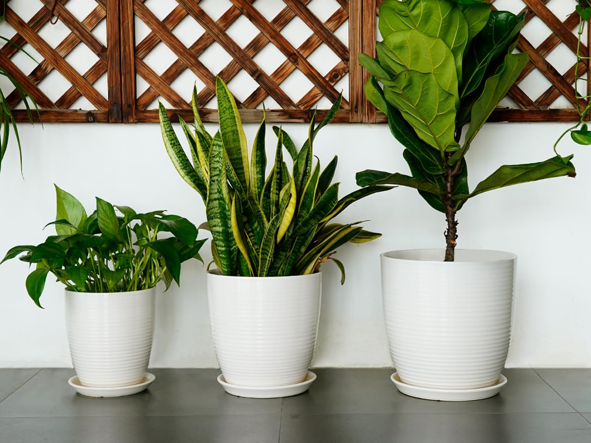 EPFamily gift for plant lovers, perfect for holidays and housewarming