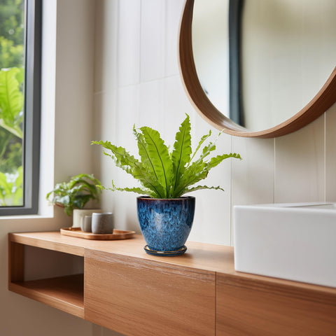 EPFamily blue planter suits orchid and snake plant with style.