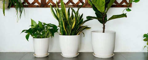 EPFamily gift-ready ceramic planter suitable for plant lovers.