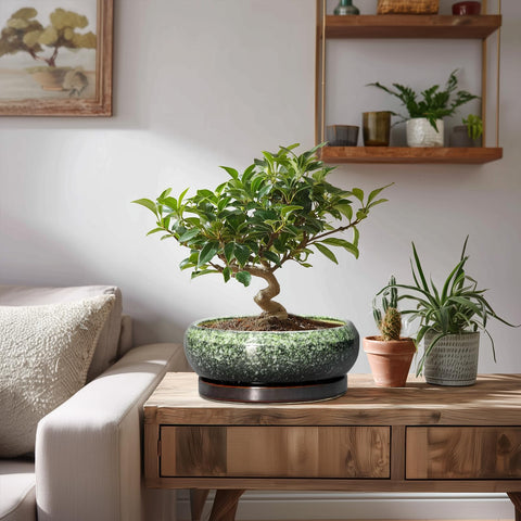 EPFamily indoor-outdoor plant pot complements home decor