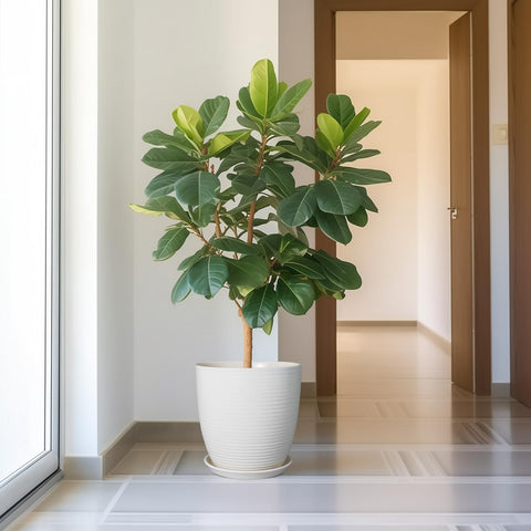 EPFamily large round flower pot ideal for lush plant arrangements