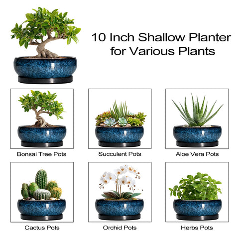 EPFamily planter for bonsai or succulents in blue for stylish display