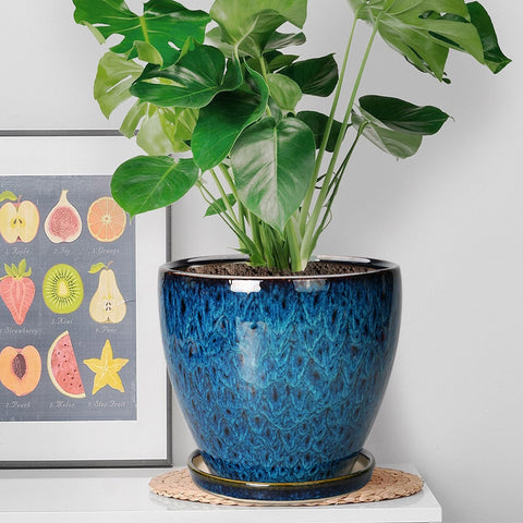 EPFamily planter with saucer in blue dish catching drips