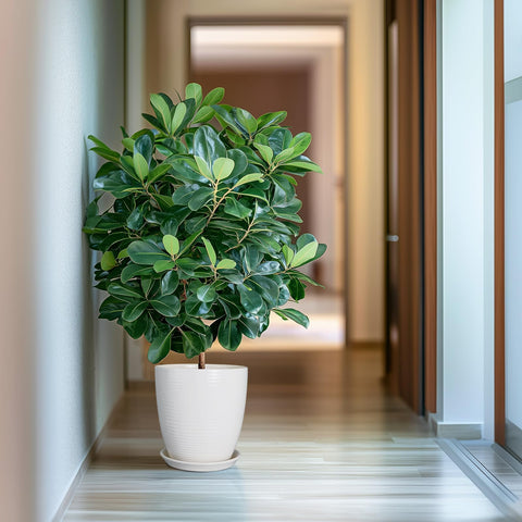 EPFamily planter with saucer catches drips to keep surfaces clean.