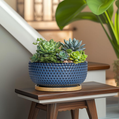 Succulent or bonsai display in EPFamily blue planter for long-term use.