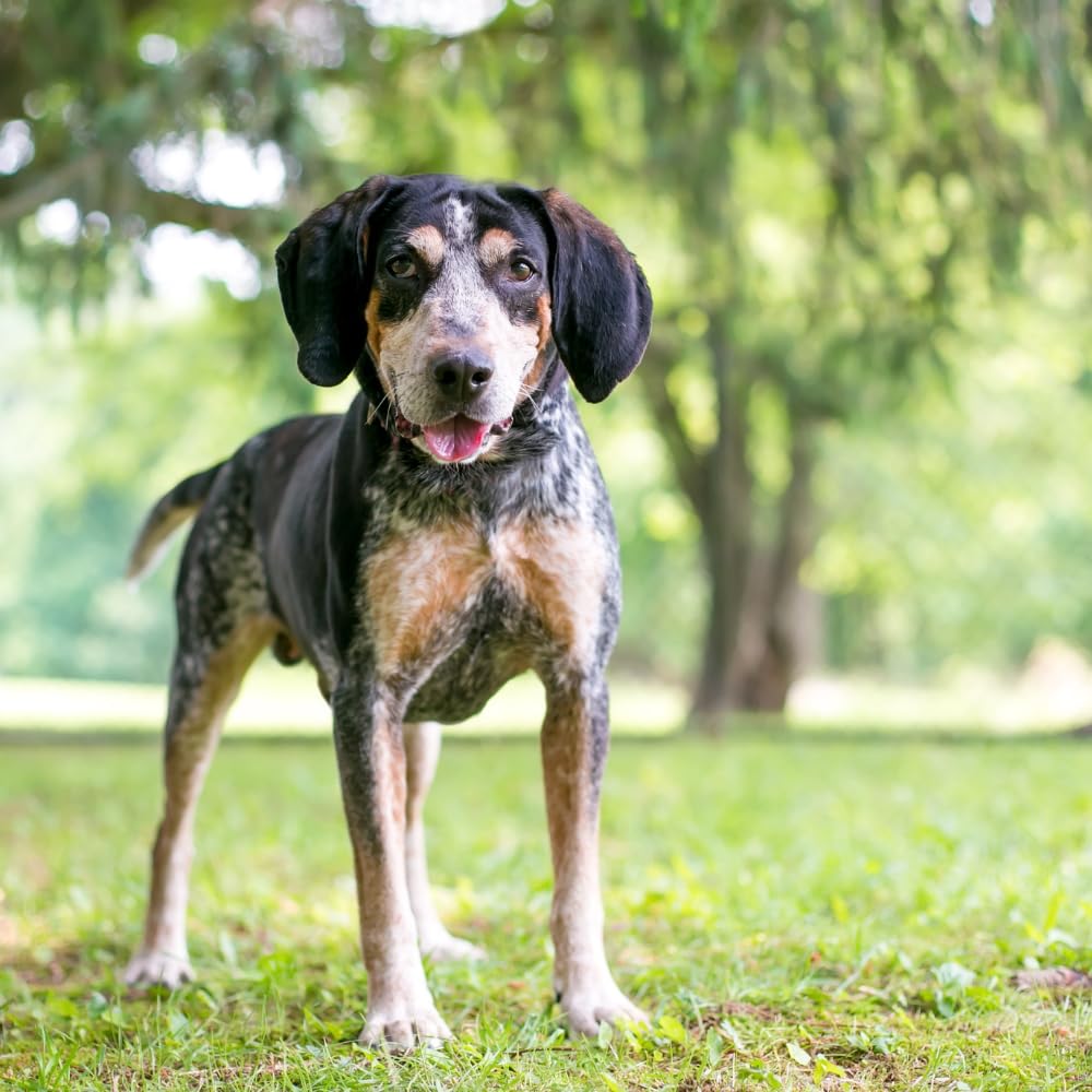 EPIC Repellents Dog Scram package 3.5 lb ready-to-use solution