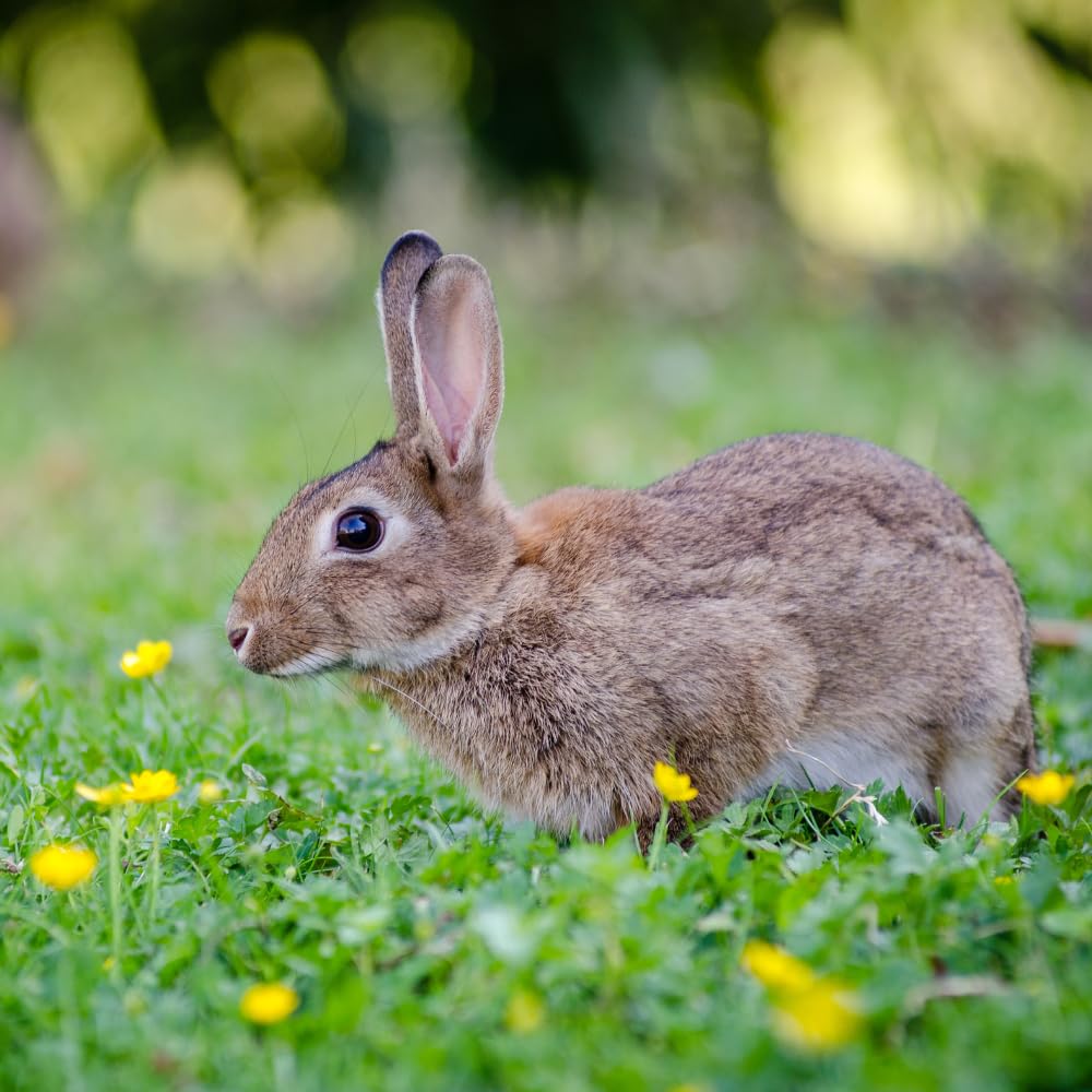Rabbit Scram packaging highlights a pet-safe all-natural formula