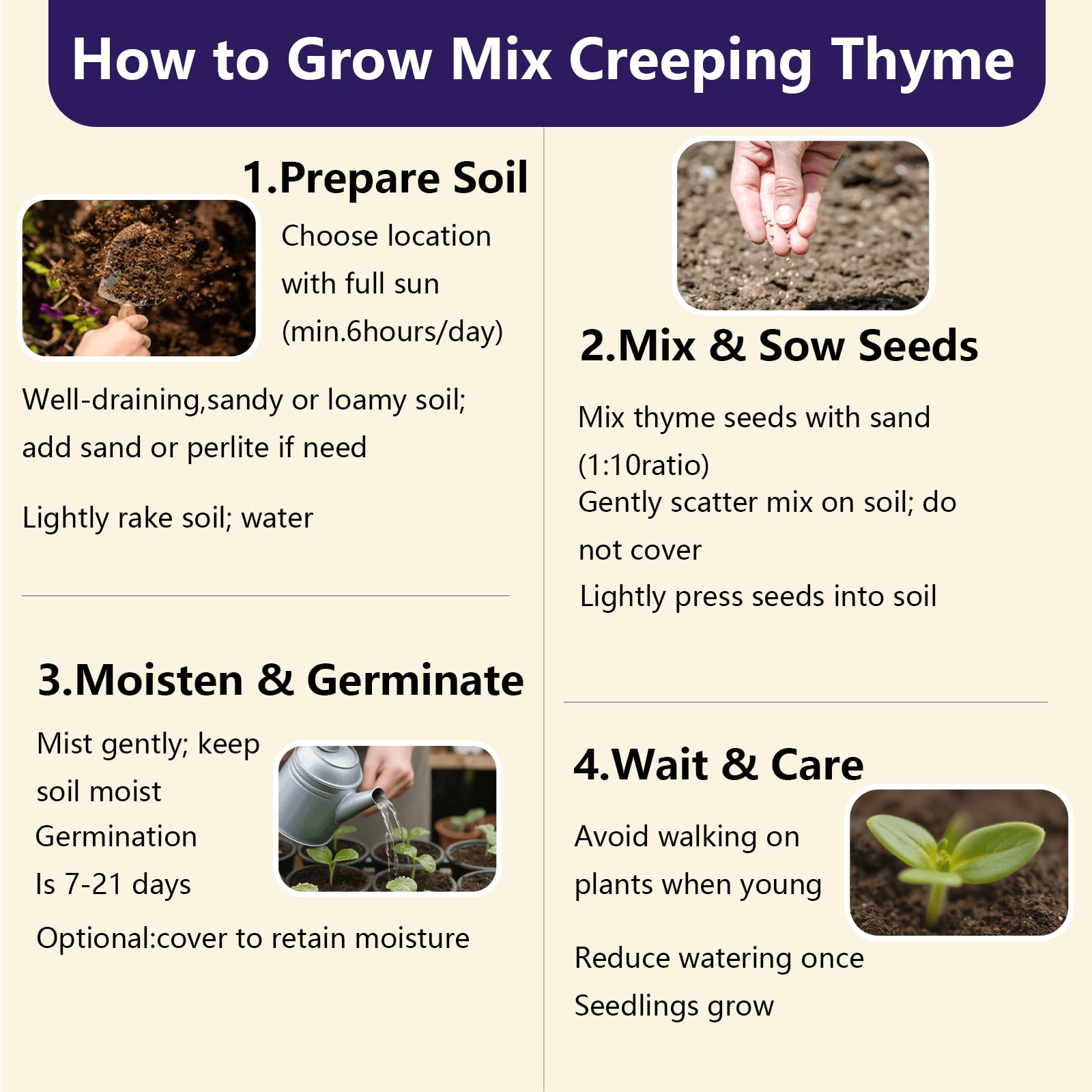 EquSym creeping thyme attracts bees, butterflies, and hummingbirds for biodiversity.
