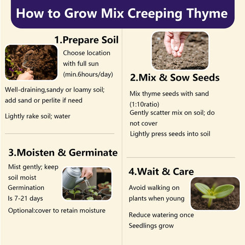 EquSym creeping thyme attracts bees, butterflies, and hummingbirds for biodiversity.