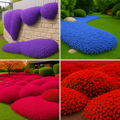 EquSym creeping thyme seeds mixed colors providing vibrant ground cover for sun and shade.