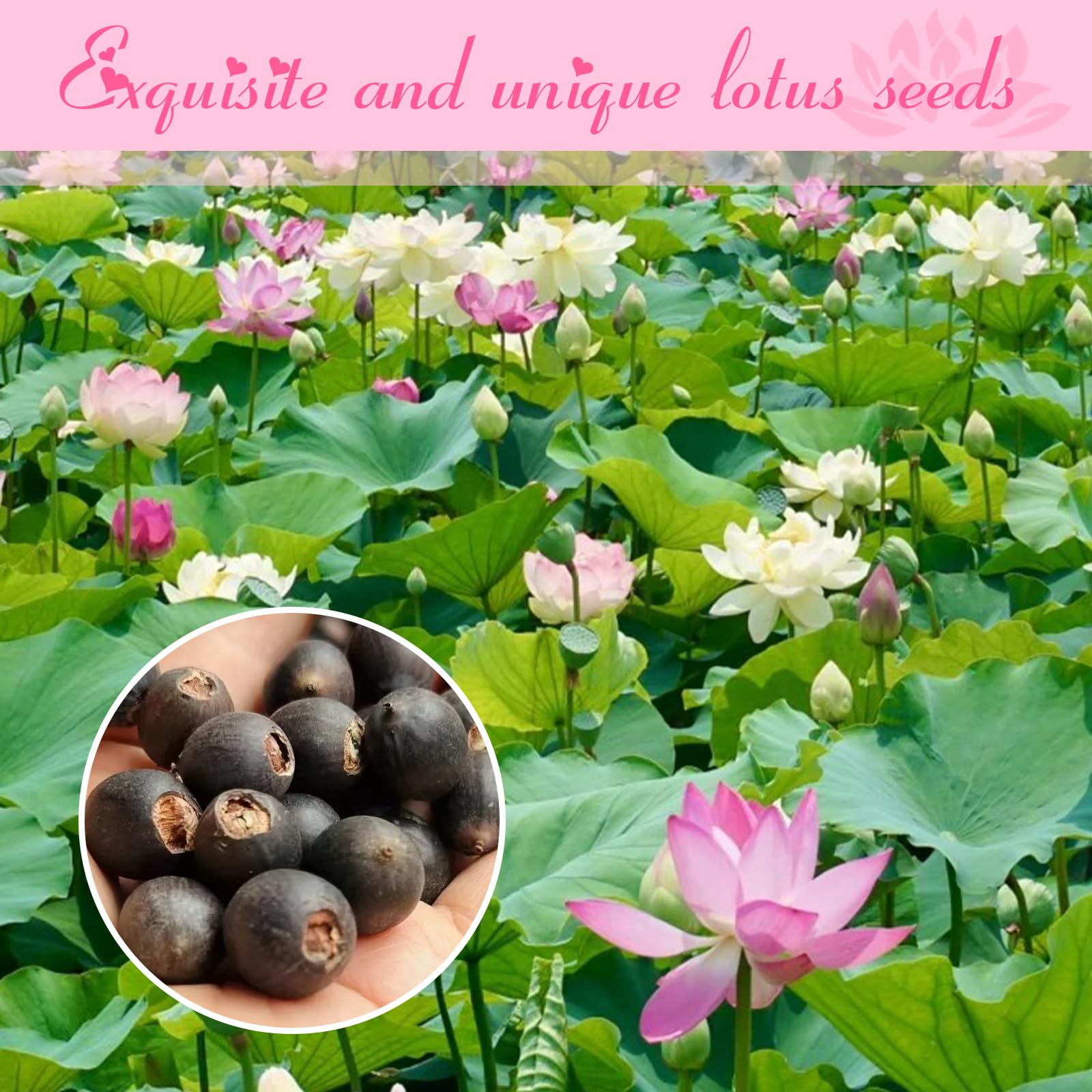 EquSym detailed planting guide image assists beginners to grow thriving lotus plants.