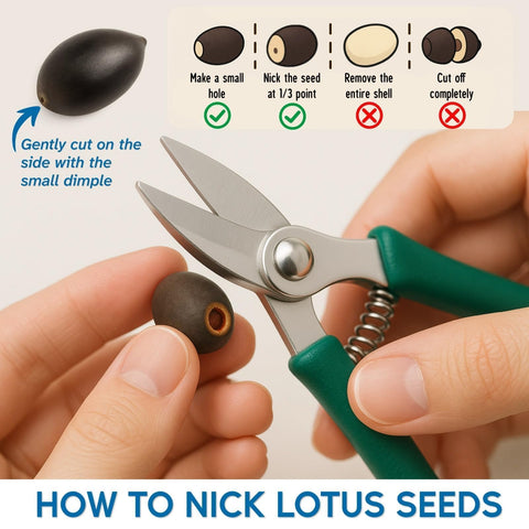 EquSym lotus seeds with detailed planting guide included for easy start.