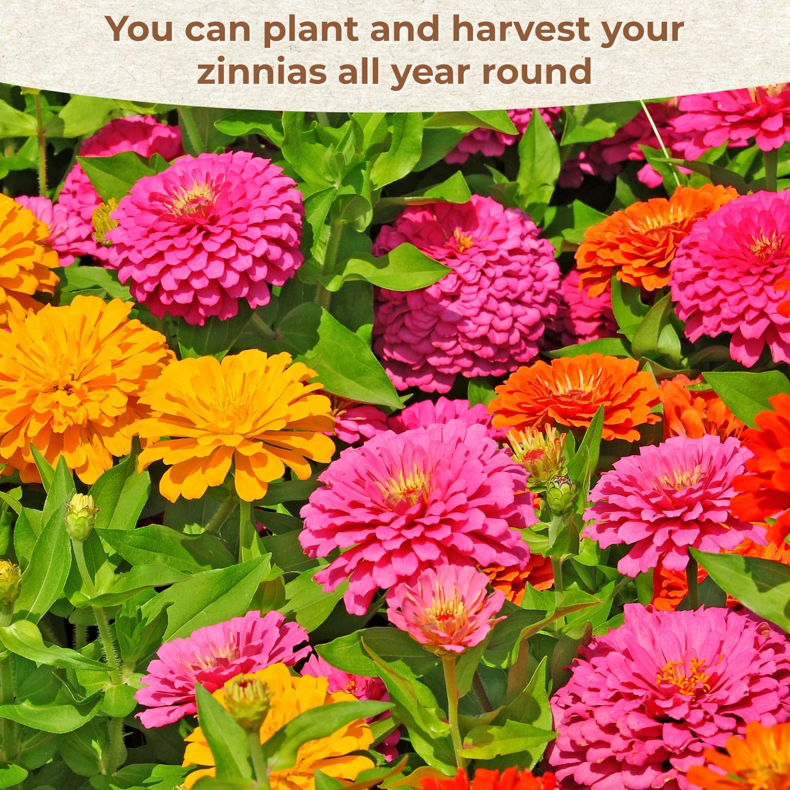 EquSym zinnia seeds with fast germination for quicker garden color