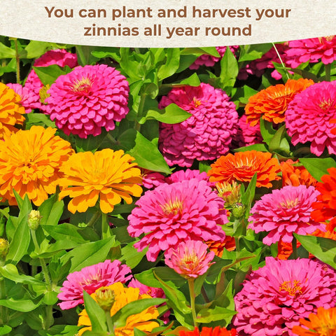 EquSym zinnia seeds with fast germination for quicker garden color