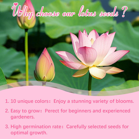 EquSym lotus seeds gift-pack, beautifully boxed for gardeners.