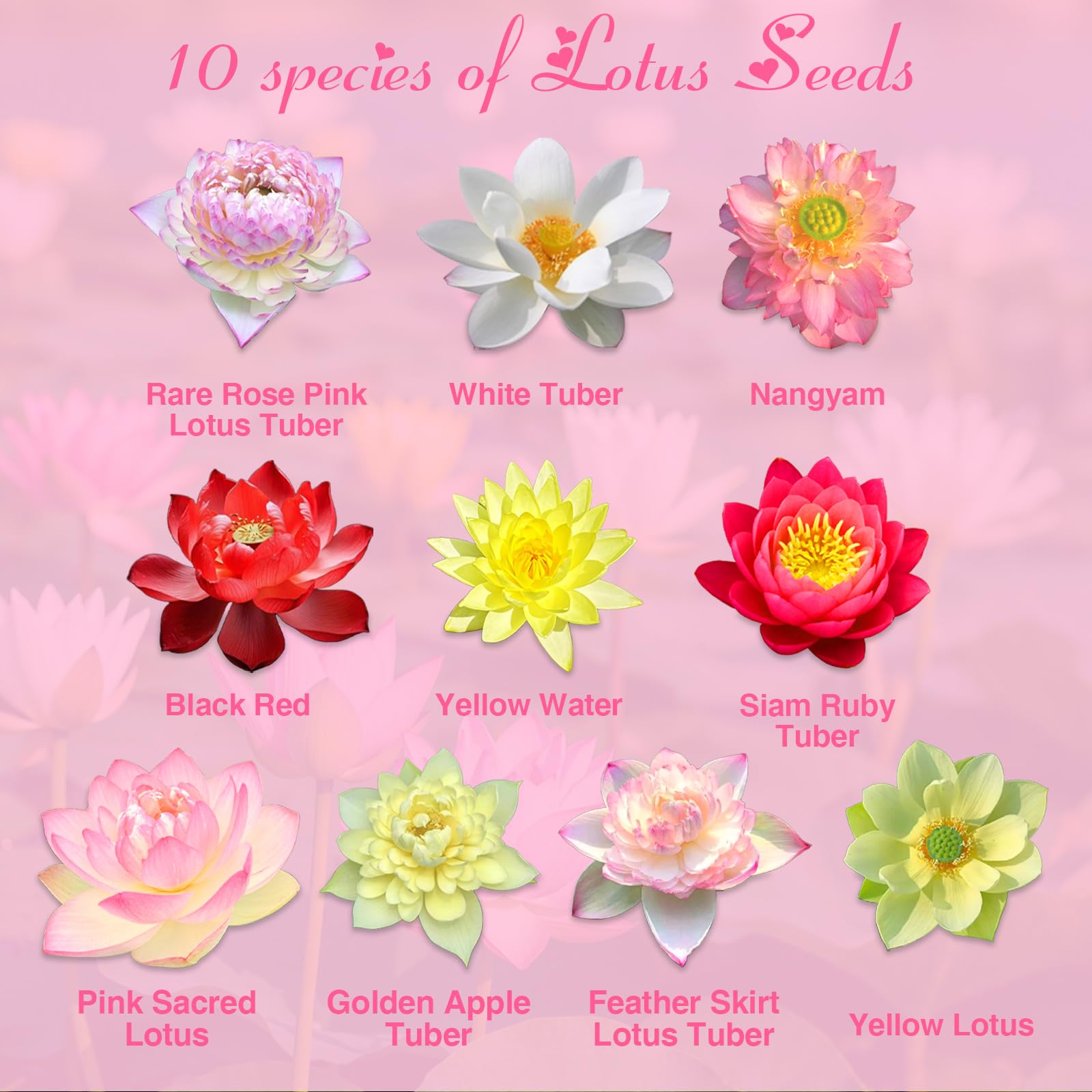 EquSym lotus seeds in mixed colors for a lively pond centerpiece.