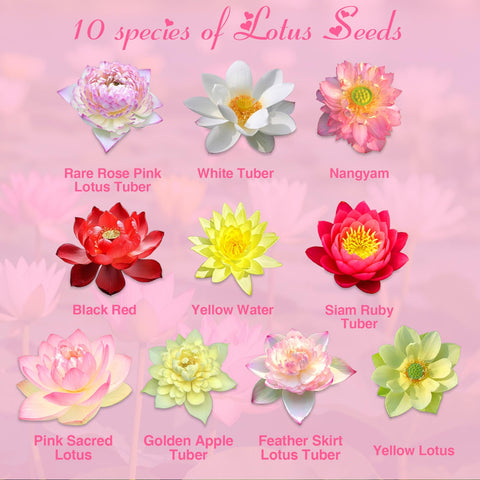 EquSym lotus seeds in mixed colors for a lively pond centerpiece.